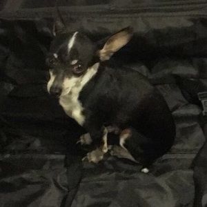 Meet your Posher, Jasmine